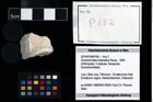 Foto (Objekt + Etikett) von Goniodromites bidentatus (Reuss, 1858)  (NHMW-GEO-2014-0194-0182)